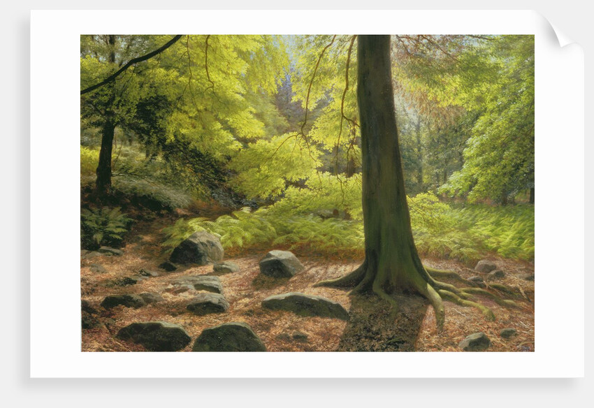 Spring Sunshine in Adel Woods, 1993 by Raymond Booth