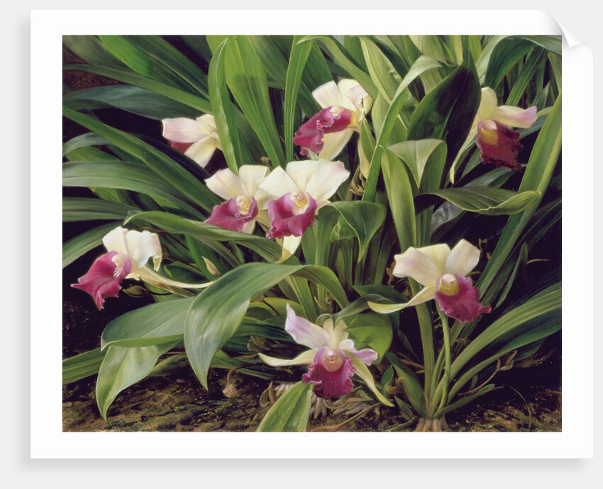 Cochleanthus Hybrid, 1992 by Raymond Booth