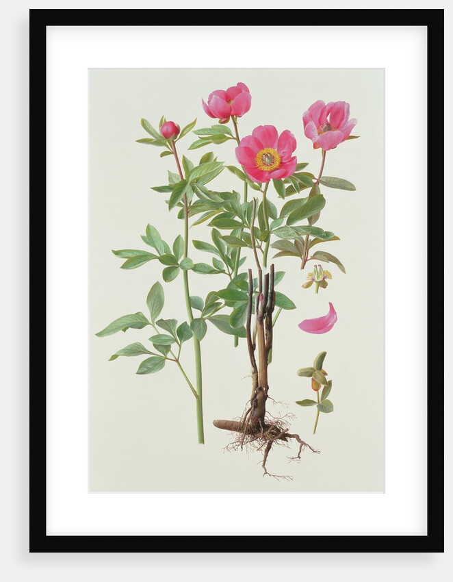 Paeonie Arietina, 1993 by Raymond Booth