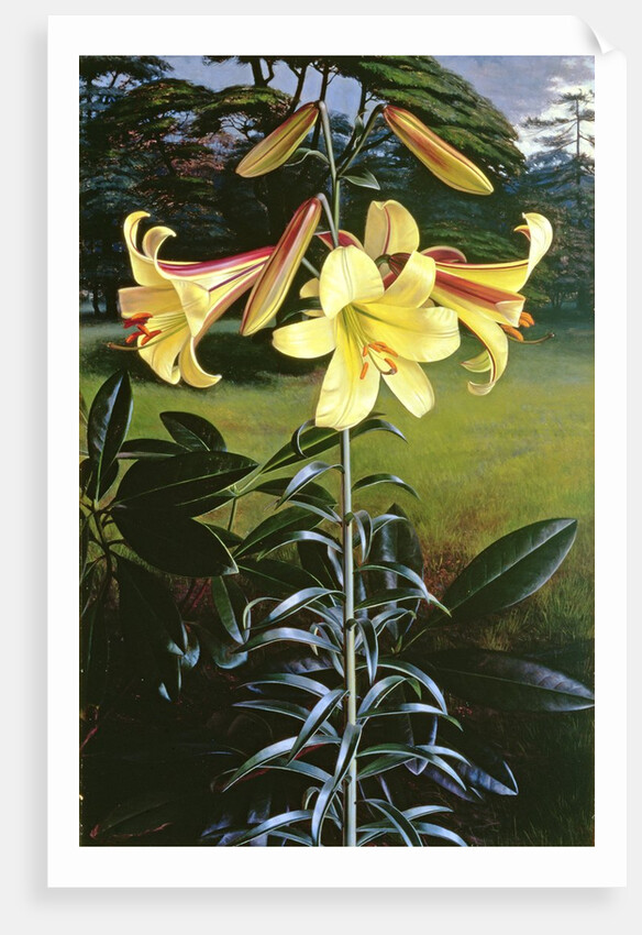 Lilium Golden Clarion, 1960 by Raymond Booth