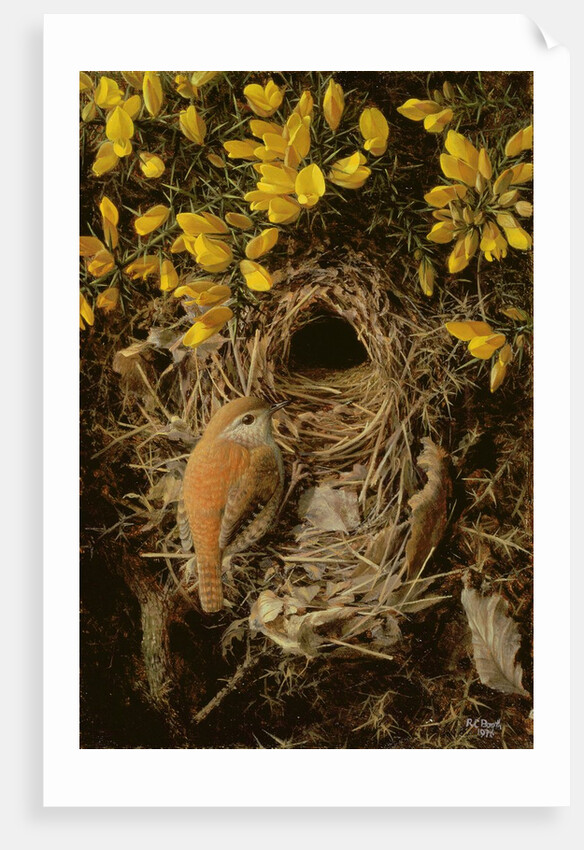 Study of a Wren at its Nest in a Gorse Bush, 1976 by Raymond Booth
