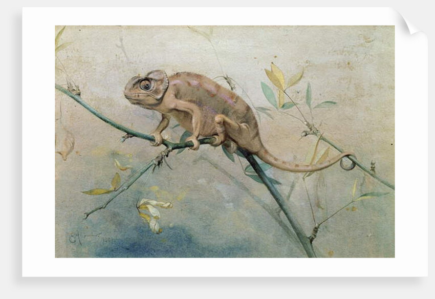 Chameleon, 1901 by Edwin John Alexander