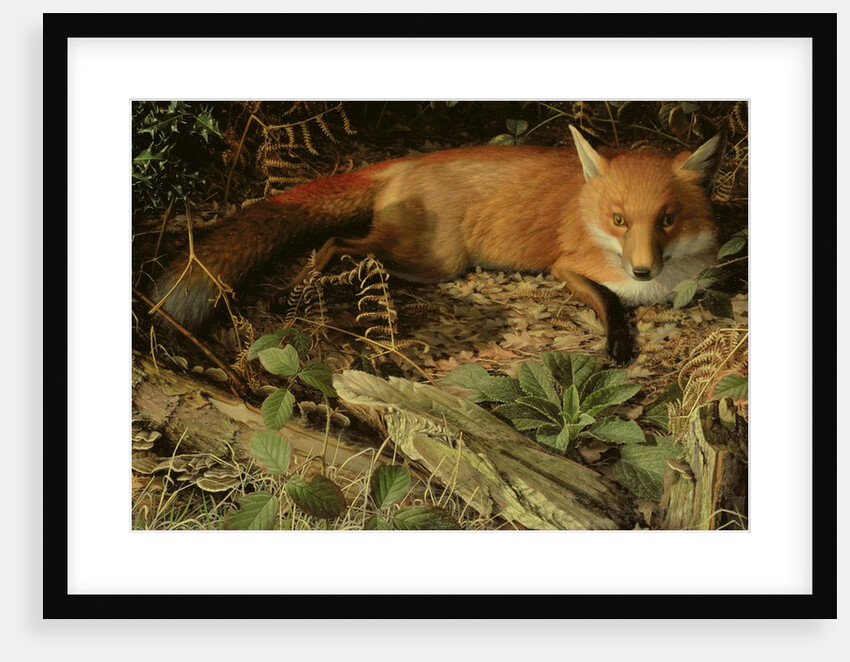 The Fox, 1971 by Raymond Booth