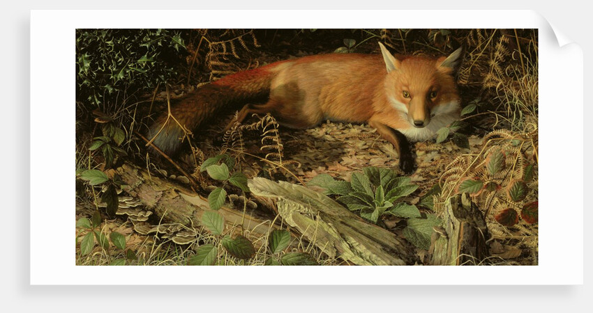 The Fox, 1971 by Raymond Booth