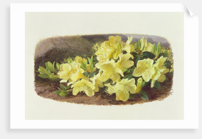 Rhododendron Keiski by Raymond Booth