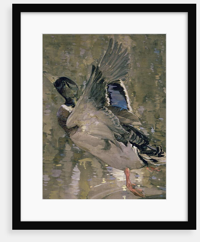 Mallard Rising by Joseph Crawhall