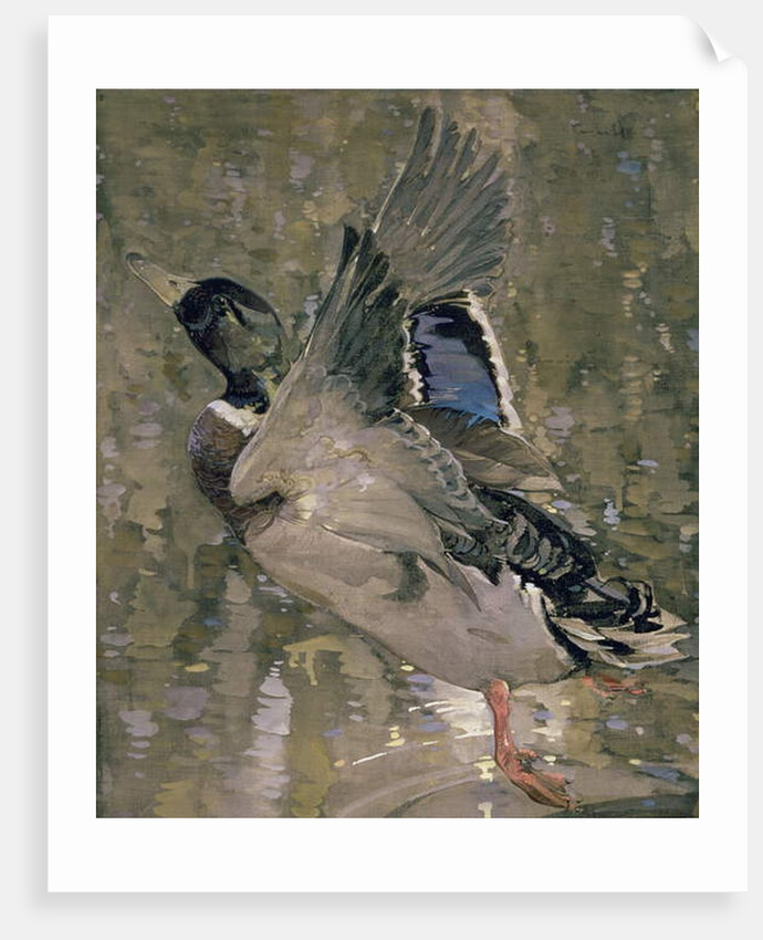 Mallard Rising by Joseph Crawhall