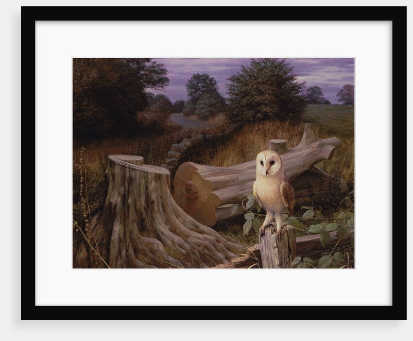 Barn Owl at Dawn, 1980 by Raymond Booth