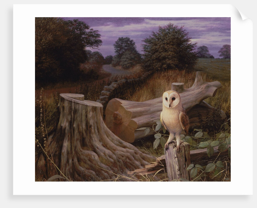 Barn Owl at Dawn, 1980 by Raymond Booth