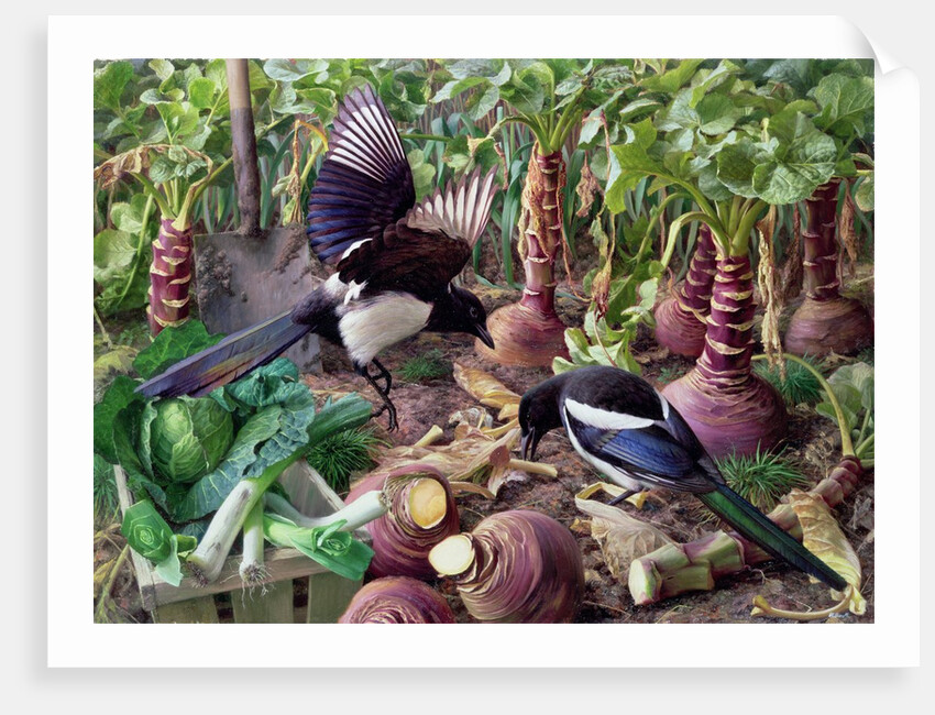 Magpies in the Vegetable Garden by Raymond Booth