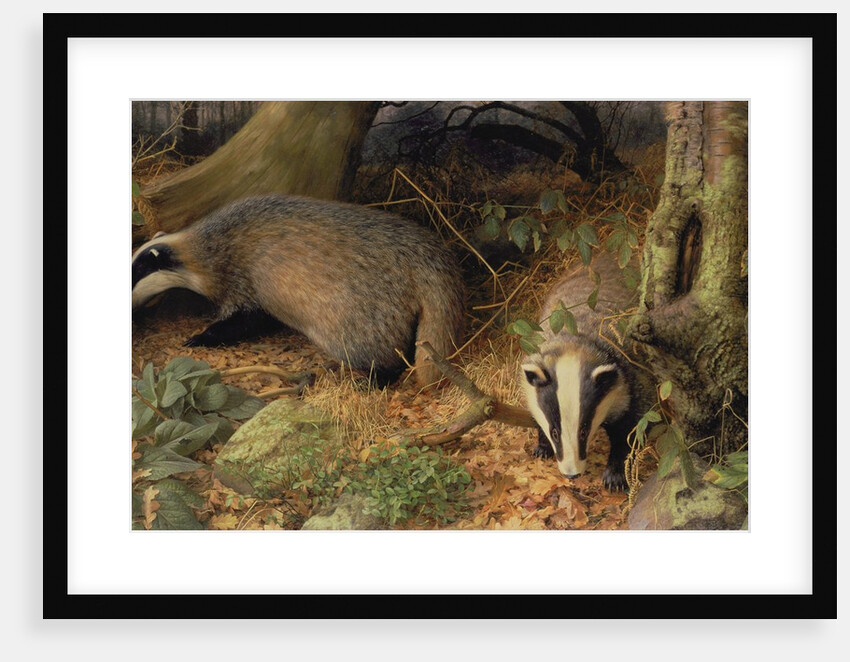 Badgers, 1982 by Raymond Booth