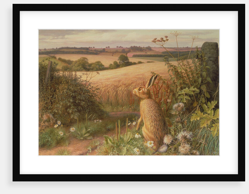 Hare in a Field, 1980 by Raymond Booth