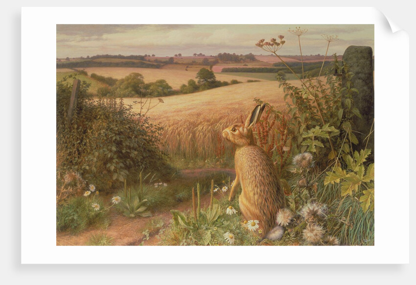 Hare in a Field, 1980 by Raymond Booth