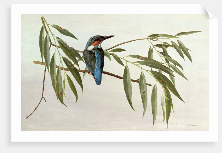 Kingfisher, 1974 by Raymond Booth