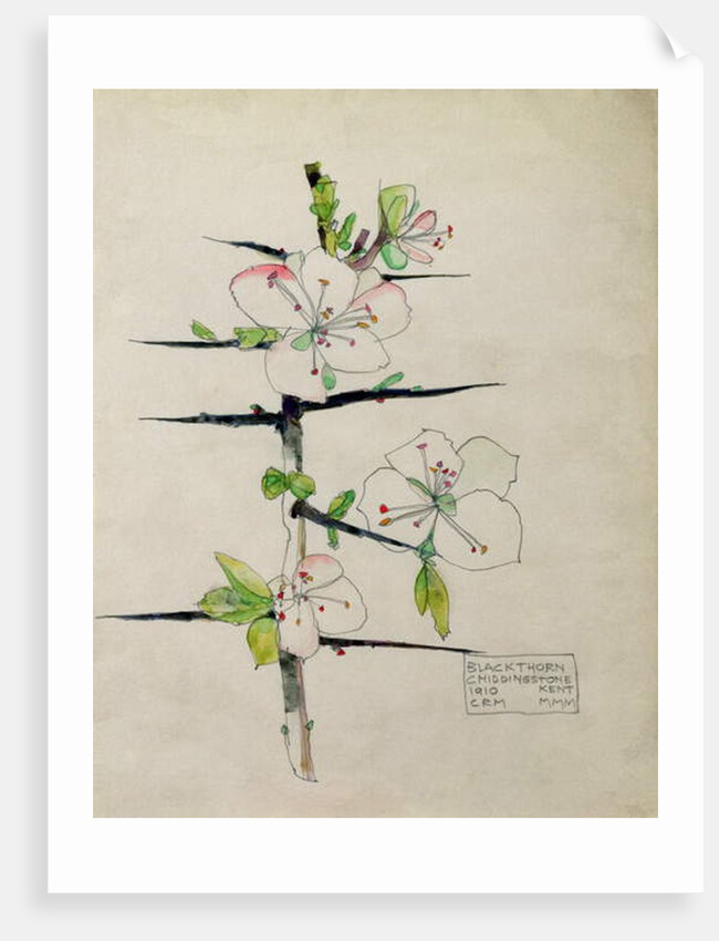 Blackthorn, Chiddingstone, Kent, 1910 by Charles Rennie & MacDonald Mackintosh Margaret (1864-1933) Mackintosh