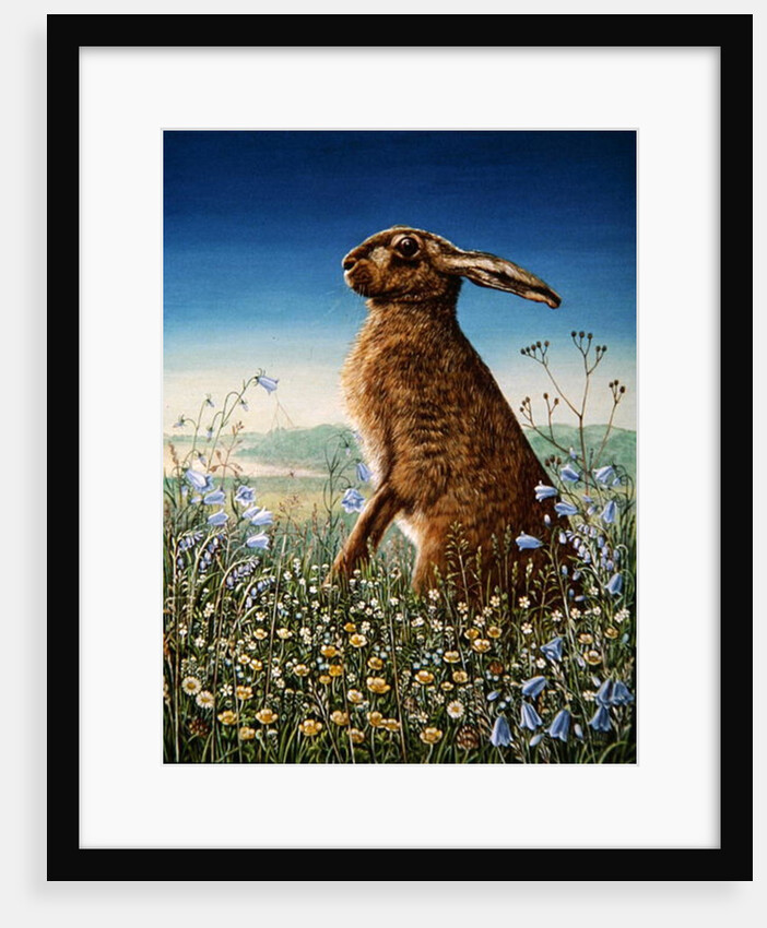 Hare, 1984 by Frances Broomfield