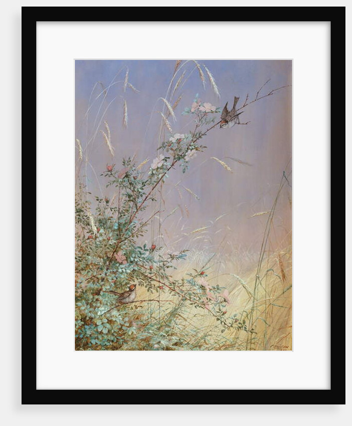 Wild Roses Among Rye, 1874 by Fidelia Bridges