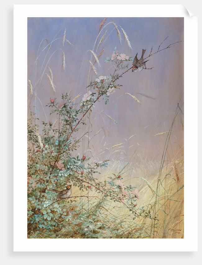 Wild Roses Among Rye, 1874 by Fidelia Bridges