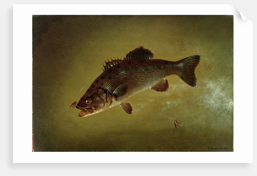 Black Bass, 1872 by Gurdon Trumbull