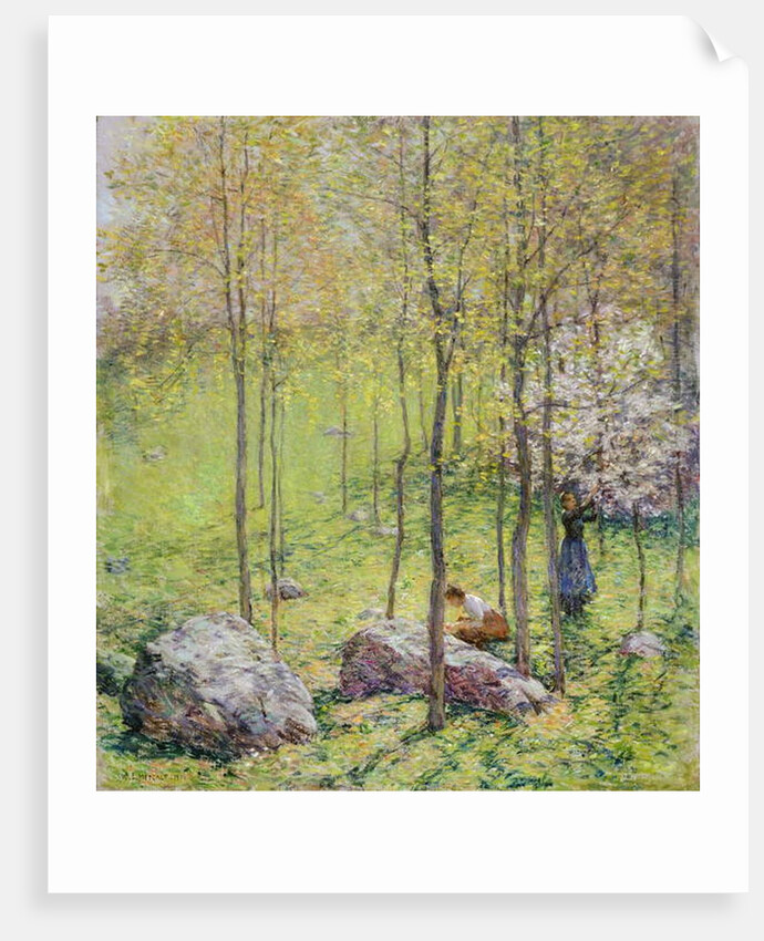 Dogwood Blossoms, 1906 by Willard Leroy Metcalf