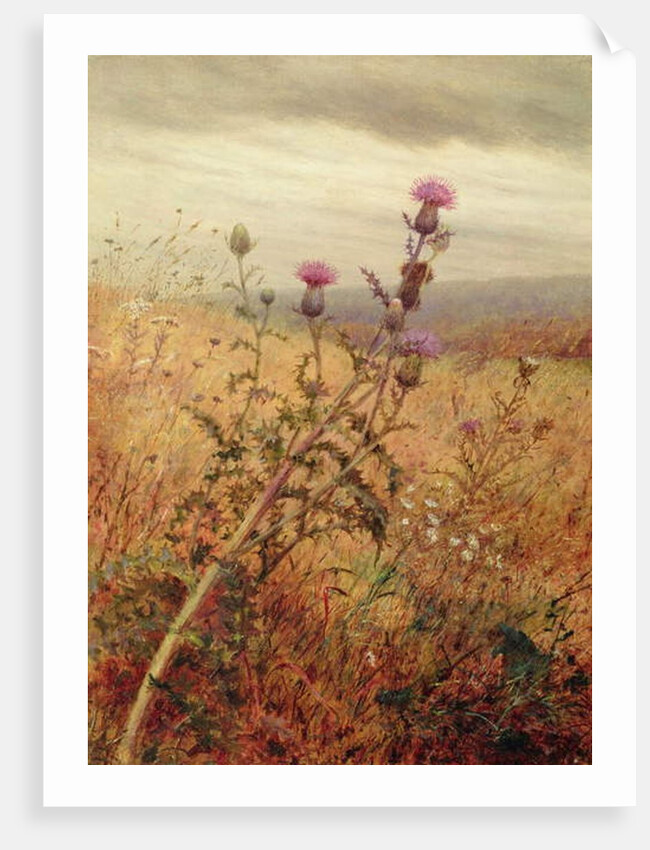 Thistle in a Field, 1875 by Fidelia Bridges