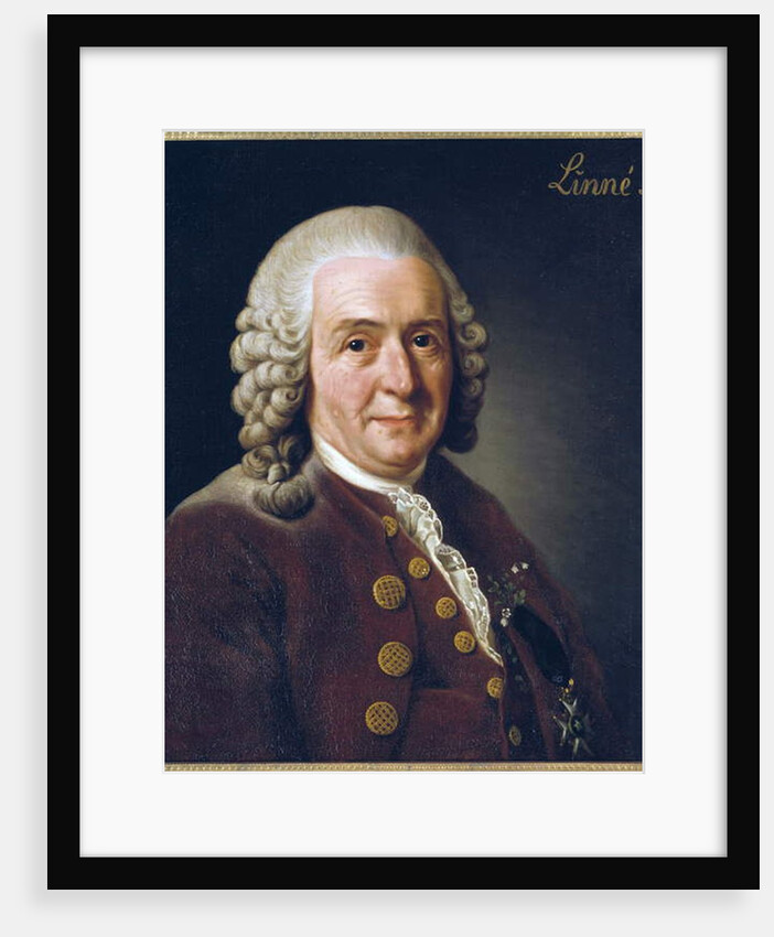 Portrait of Carl von Linne, 1775 by Alexander Roslin