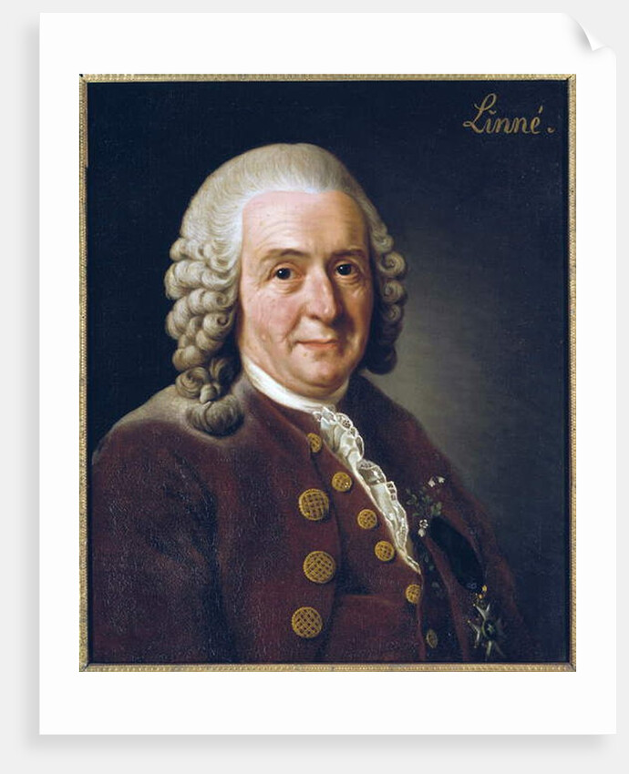 Portrait of Carl von Linne, 1775 by Alexander Roslin