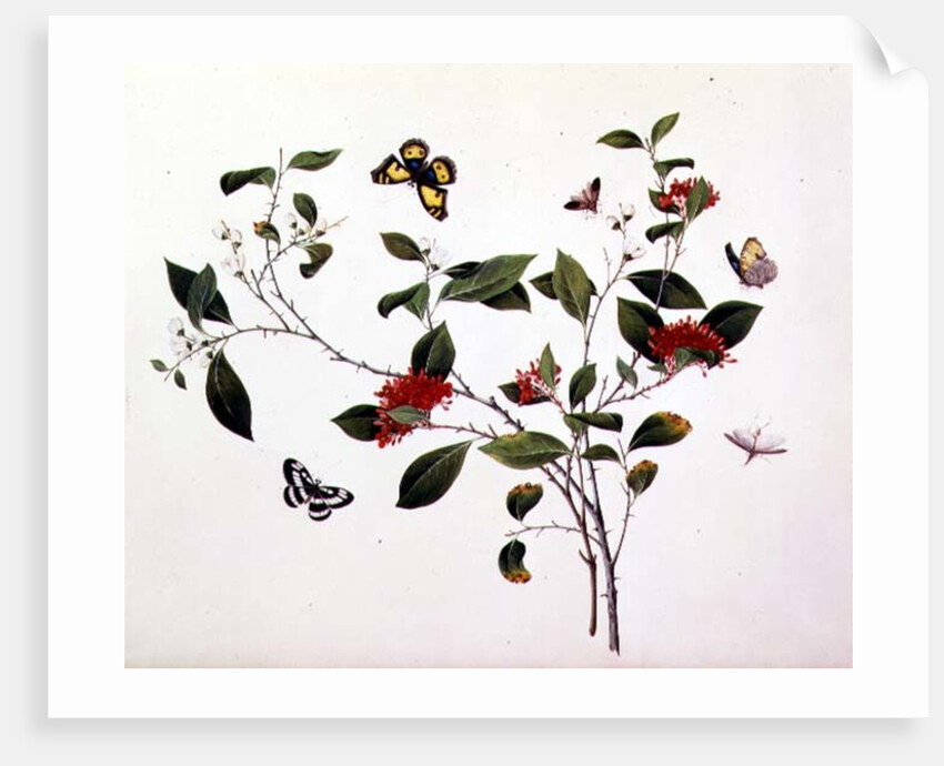 Plant Study with Butterflies and Insects, c.1800 by School Chinese