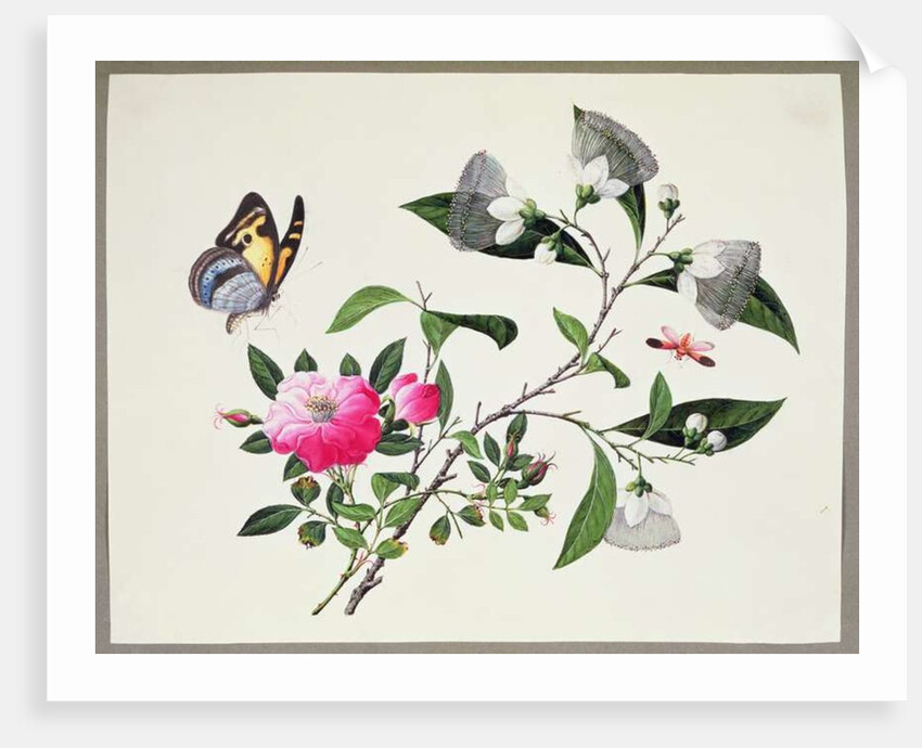 Flower Study and Insects by School Chinese