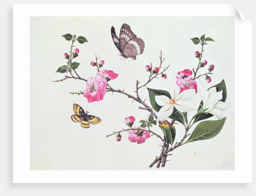Japonica, Magnolia and Butterflies by School Chinese
