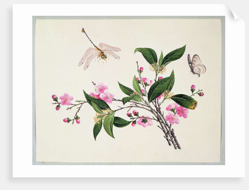 Cherry Blossom Dragonfly and Butterfly by School Chinese