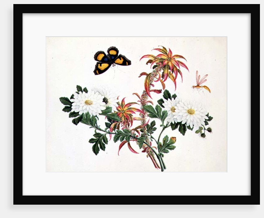 Two Stems of Amaranthus and Chrysanthemum with a Wasp and a Butterfly by School Chinese
