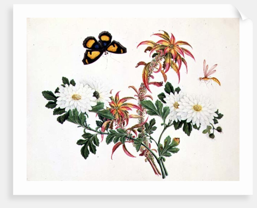 Two Stems of Amaranthus and Chrysanthemum with a Wasp and a Butterfly by School Chinese