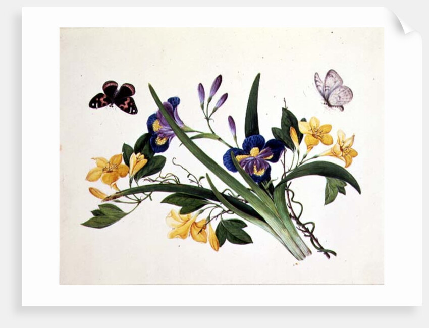 Blue Iris and Insects by School Chinese