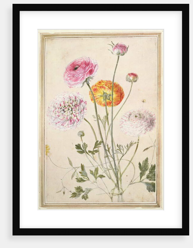 Flower Study, c.1760 by Thomas Robins