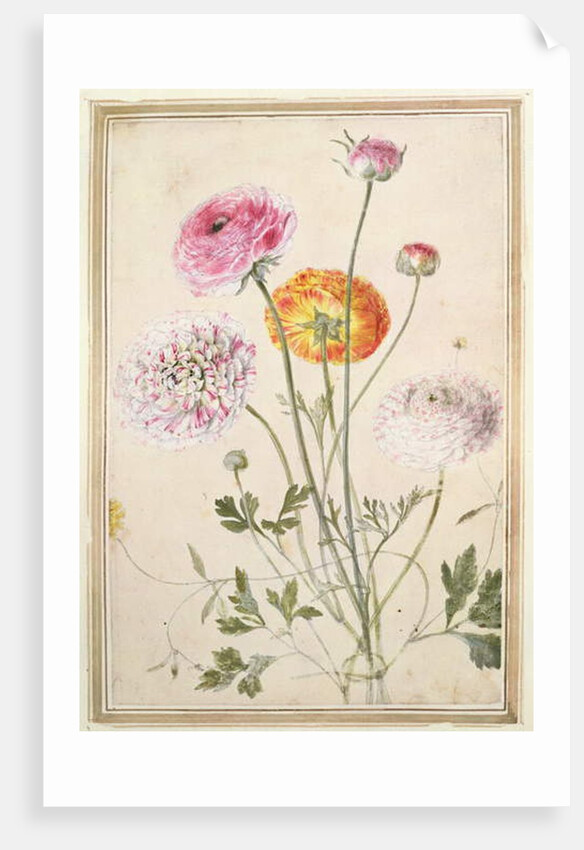 Flower Study, c.1760 by Thomas Robins