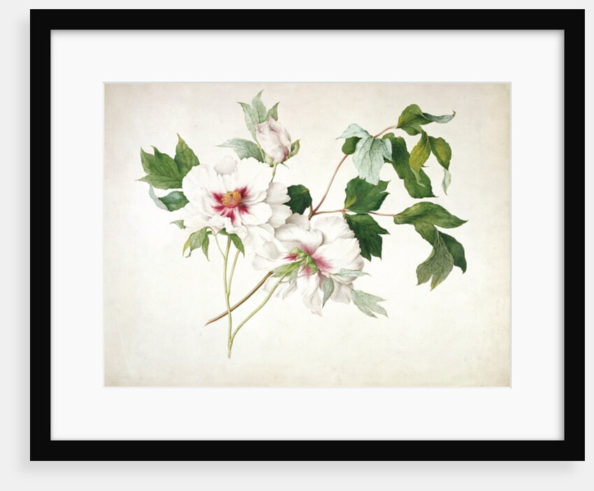 Japanese Tree Peony, 1815 by Lucy Cust