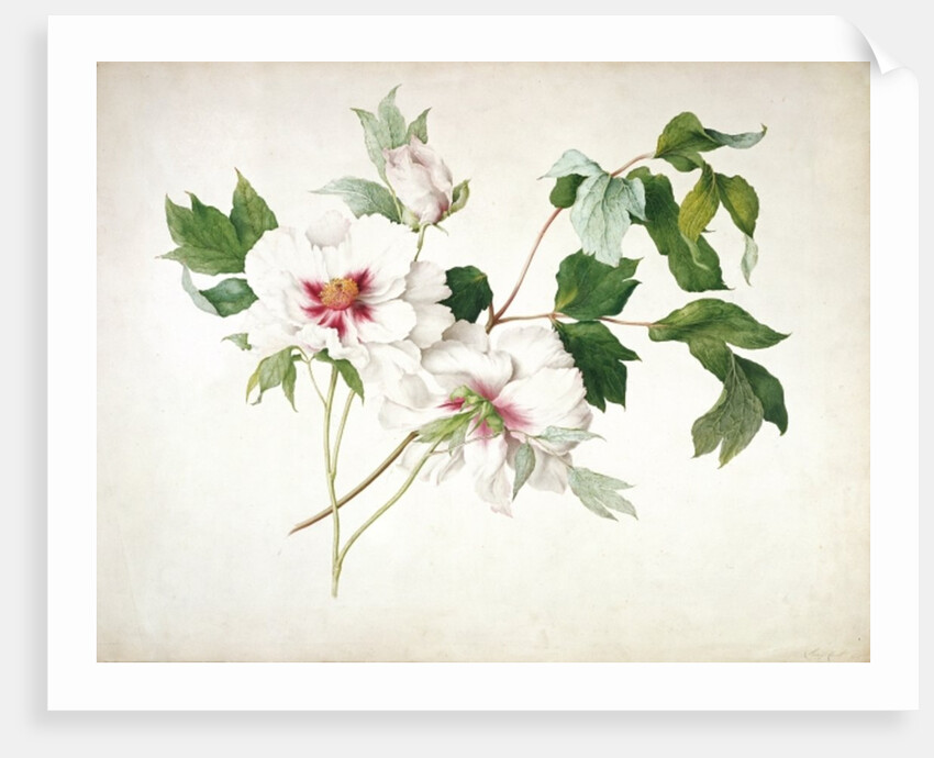 Japanese Tree Peony, 1815 by Lucy Cust