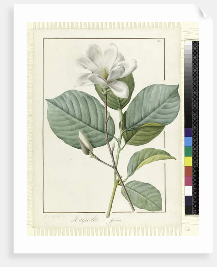 Magnolia yulan Magnolia denudata, 1812 by Pierre Joseph Redouté