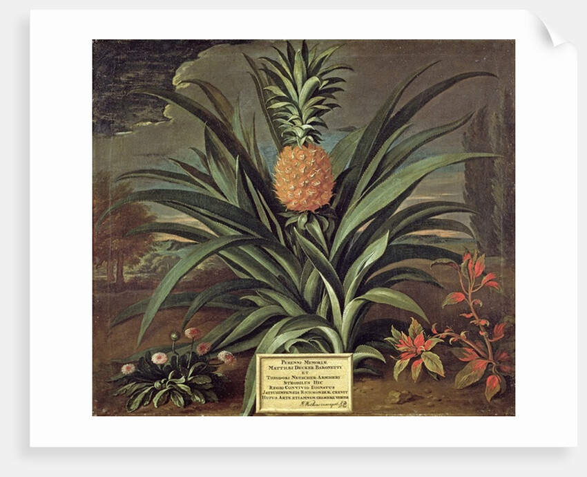 Pineapple grown in Sir Matthew Decker's Garden, Richmond, Surrey, 1720 by Theodorus Netscher