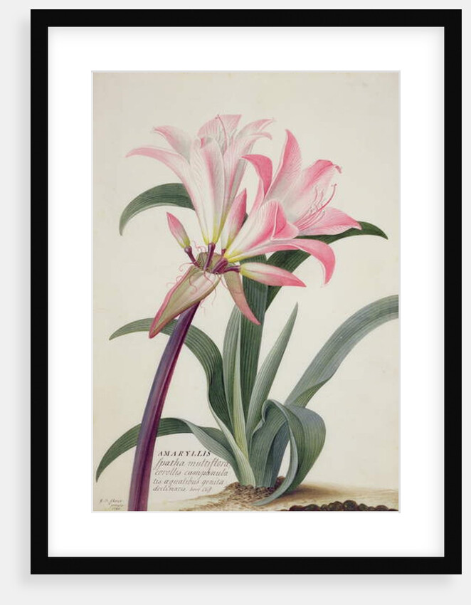 Amaryllis Belladonna, 1761 by Georg Dionysius Ehret