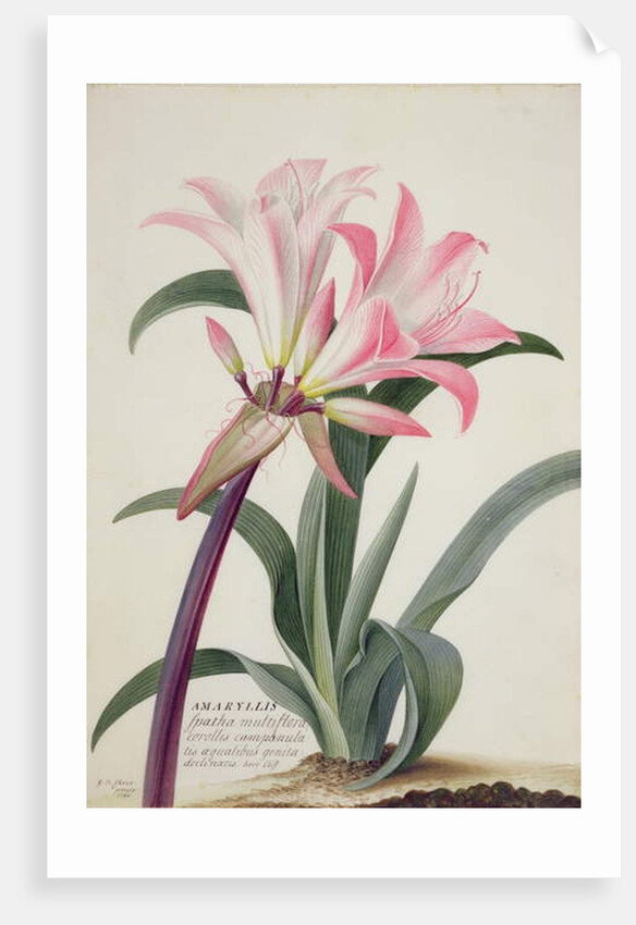 Amaryllis Belladonna, 1761 by Georg Dionysius Ehret