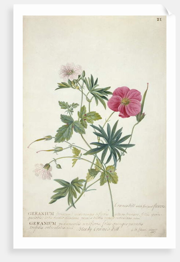 Geranium. Two intertwined stems of different species, 1767 by Georg Dionysius Ehret