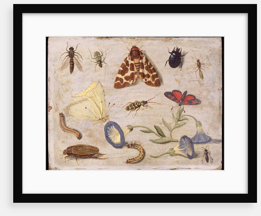Insects by Jan van the Elder Kessel