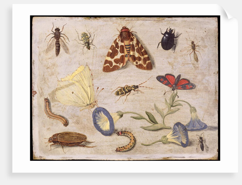 Insects by Jan van the Elder Kessel