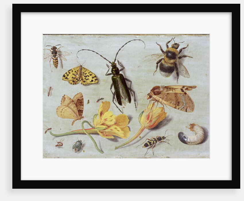 Insects by Jan van the Elder Kessel