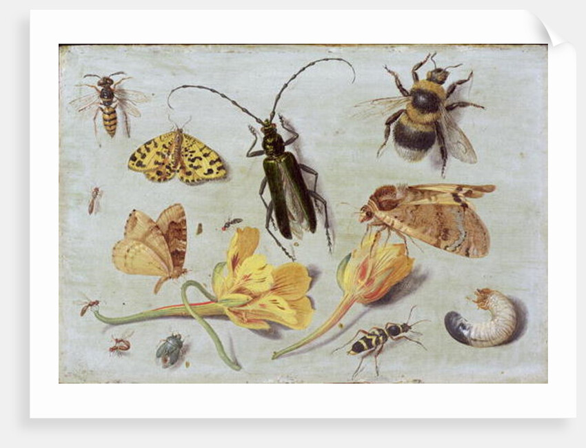 Insects by Jan van the Elder Kessel