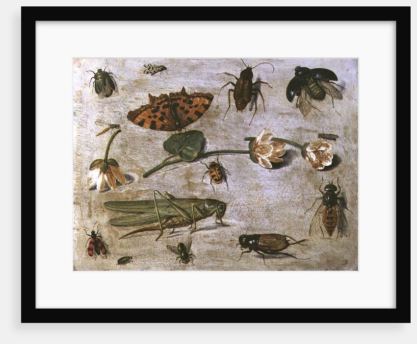Insects by Jan van the Elder Kessel