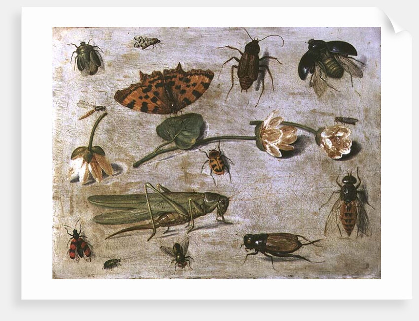 Insects by Jan van the Elder Kessel