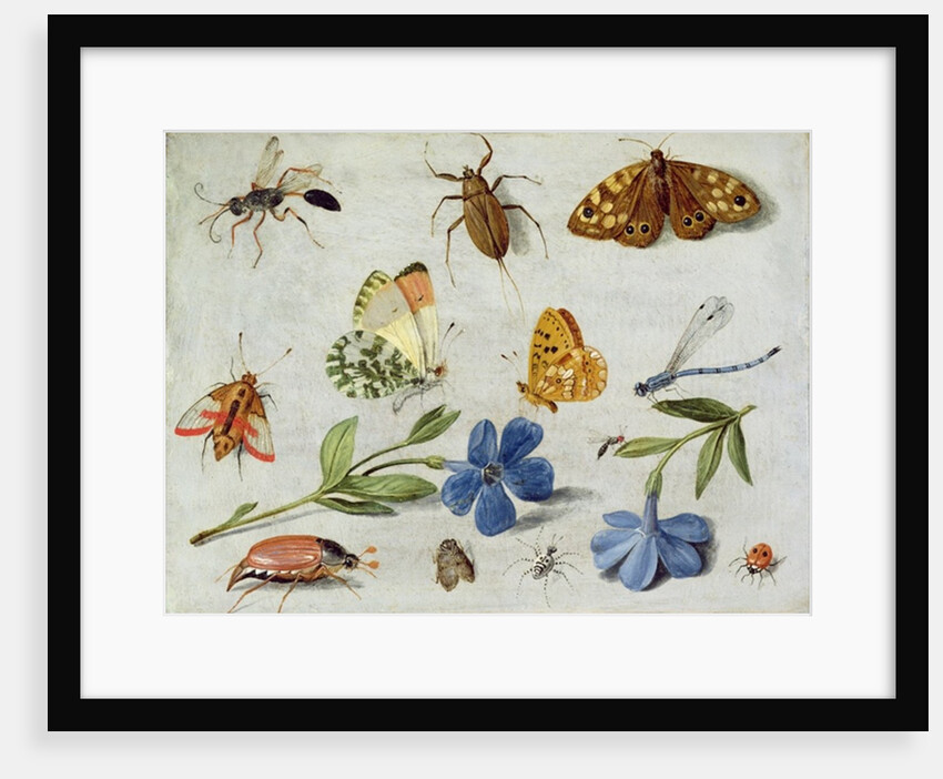 Insects by Jan van the Elder Kessel